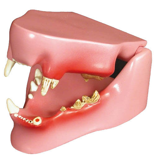 Feline Jaw Model