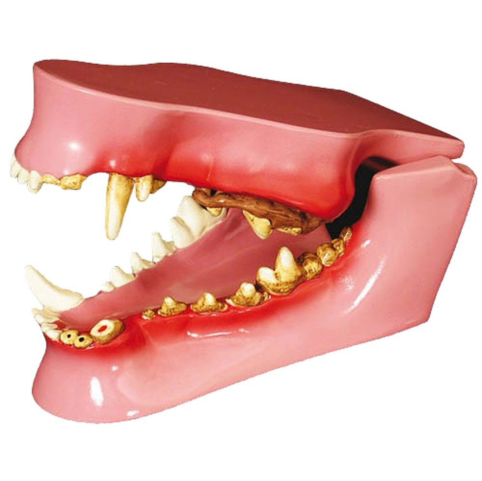 Canine Anatomy and Pathology Model Collection (4 part)