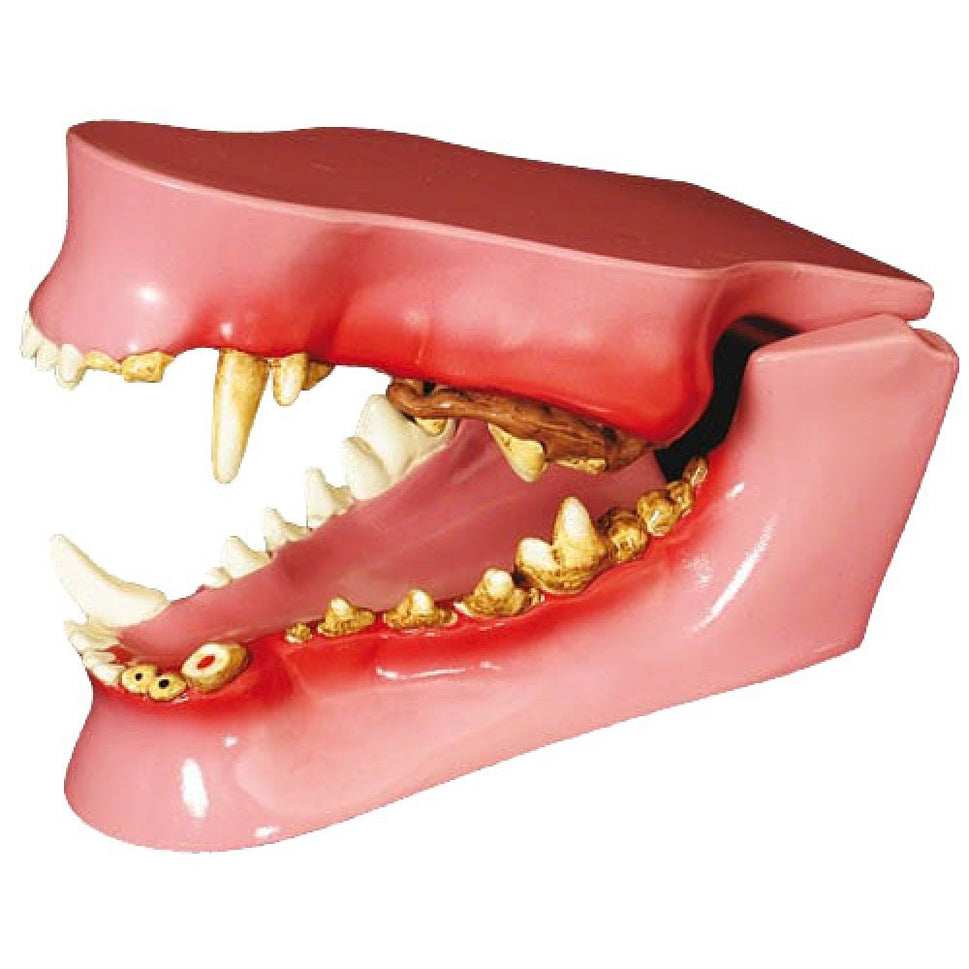 Veterinary Dental Collection