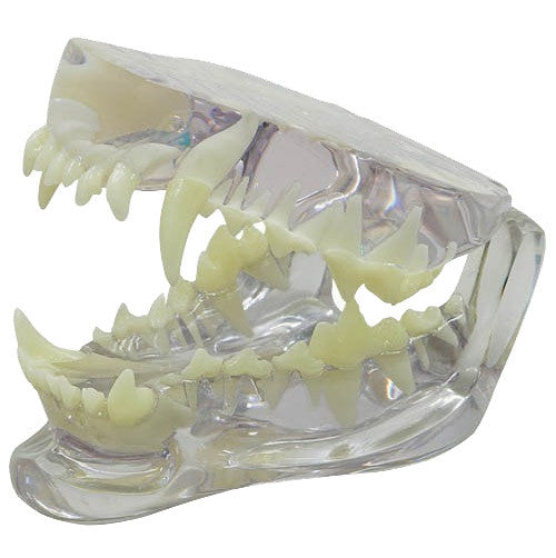 Transparent Canine Jaw Model