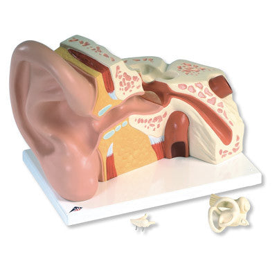 Giant Ear Model (5 times life size, 3 part)