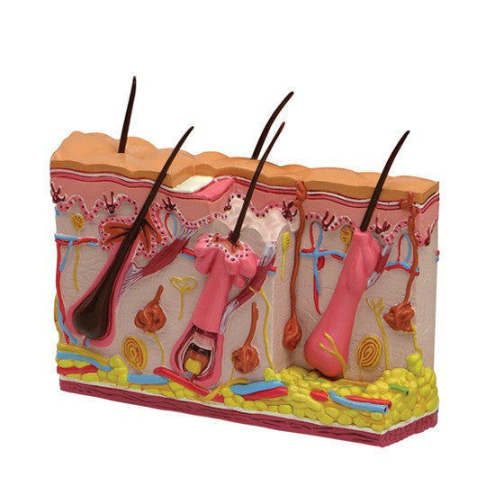 Normal / Acne Skin Model