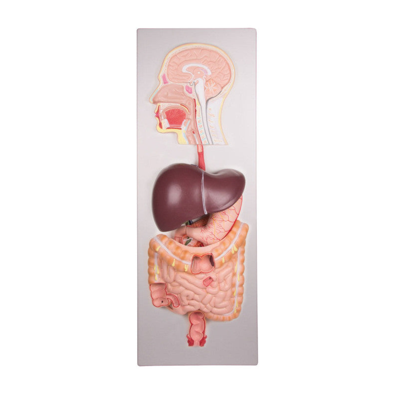 Digestive System Model (5 part)
