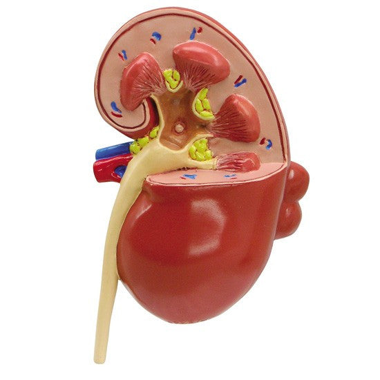 Model shows detailed anatomical features including the calyxes, renal artery and vein, medulla and cortex