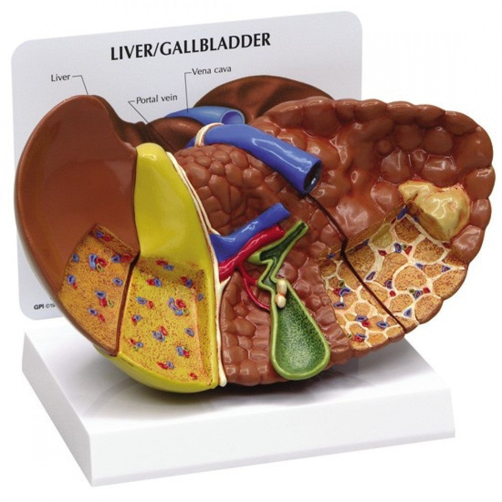 Liver Gall Bladder Anatomy