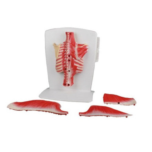 Back Muscles Model (4 part)