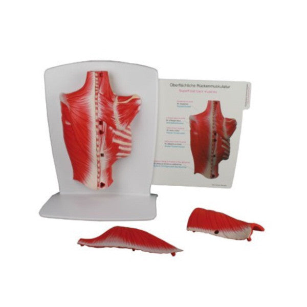 Back Muscles Model (4 part)