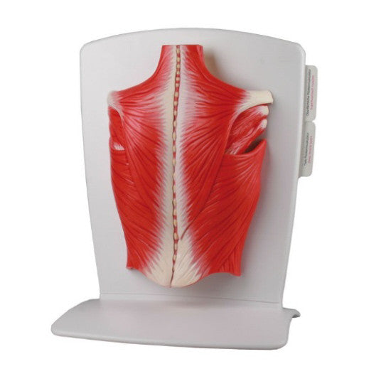 Back Muscles Model (4 part)