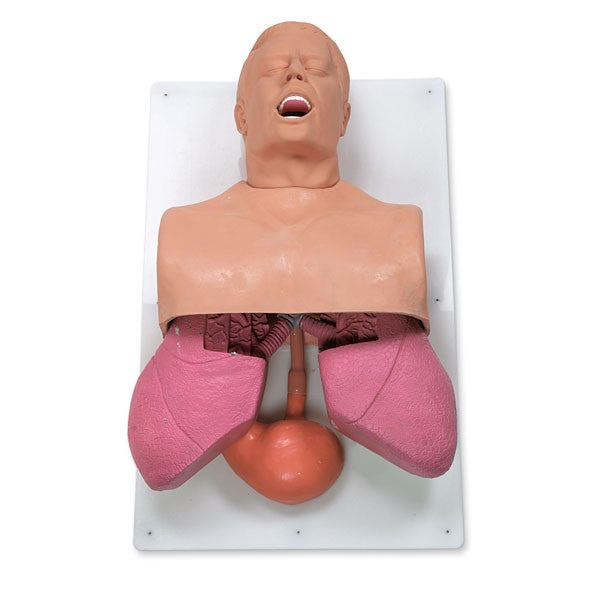 Adult Airway Management Trainer with Board