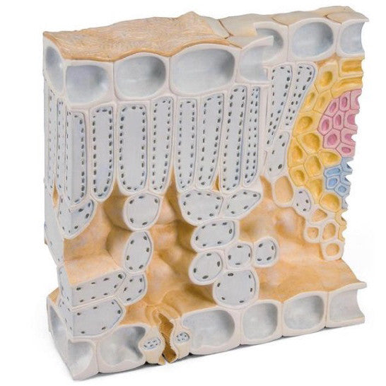 Leaf Structure Block Model