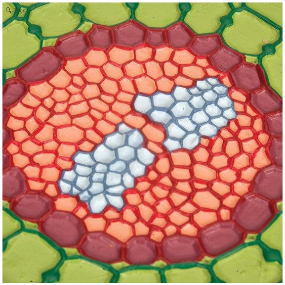 Absorption Zone of the Root Model
