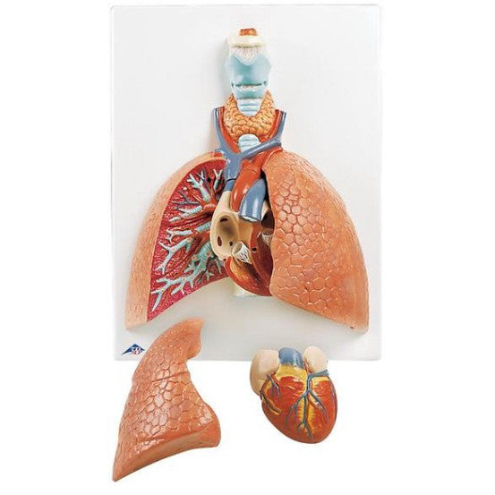 Lung Model with Larynx (5 part)