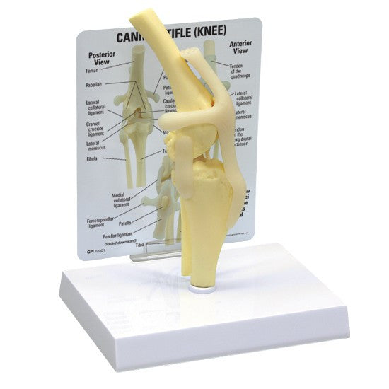 Canine Knee Model - Part of Collection