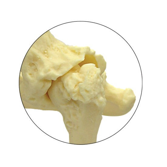 Canine Hip / Pelvis Model