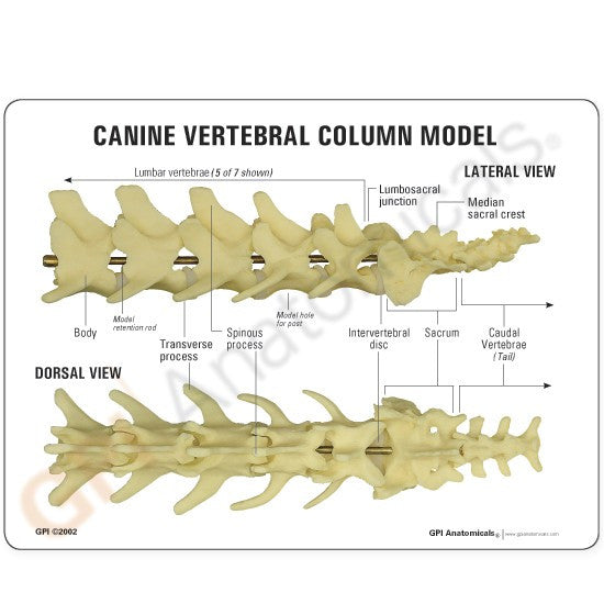 Two-sided education card ideal for explaining dog anatomy to students or pet owners