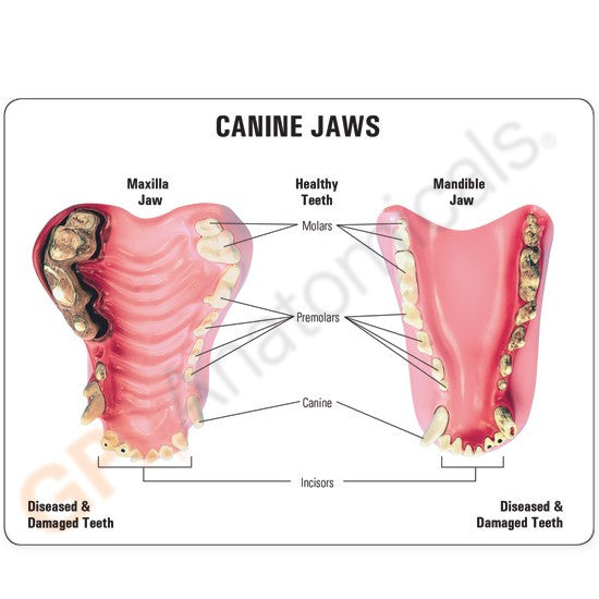 Canine Jaw with Pathologies Model