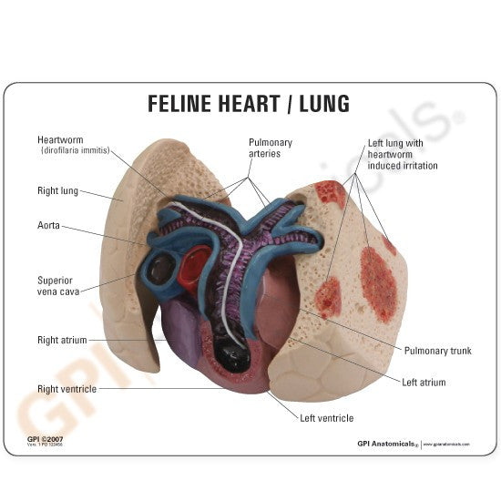 Feline Heartworm Model