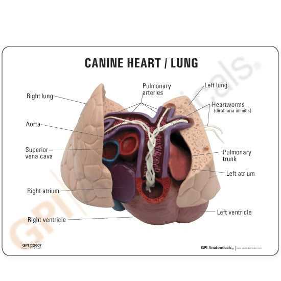 Canine Heart / Lung Heartworms Model