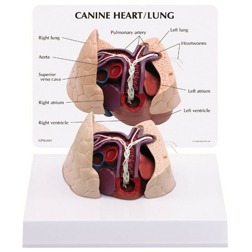 Canine Anatomy and Pathology Model Collection (4 part)