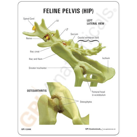 Feline Hip / Pelvis Model