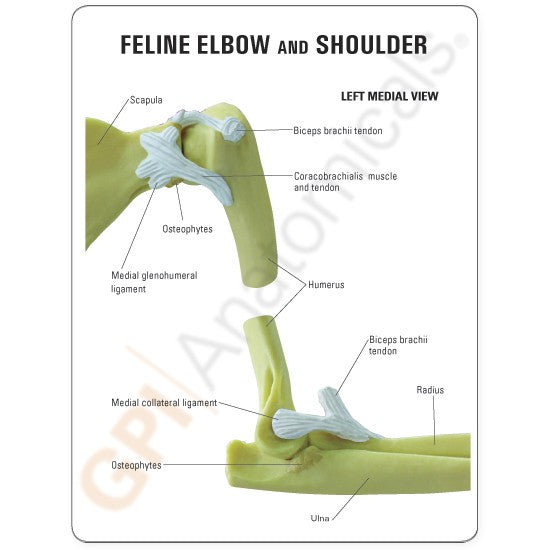 Feline Shoulder / Elbow Model