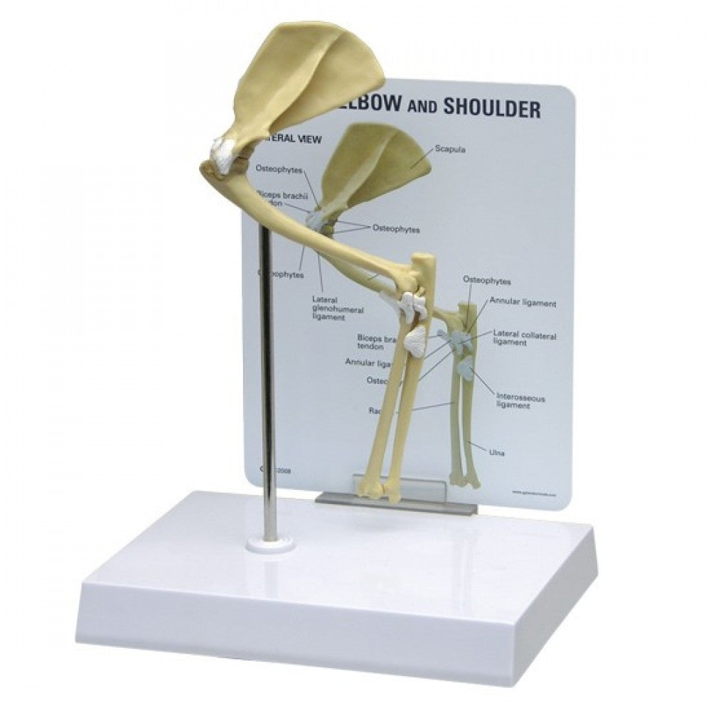 Feline Anatomy & Pathology Collection