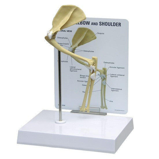 Feline Shoulder / Elbow Model