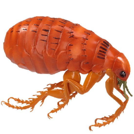 Canine Skin Parasites Model