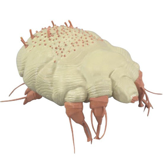 Canine Skin Parasites Model