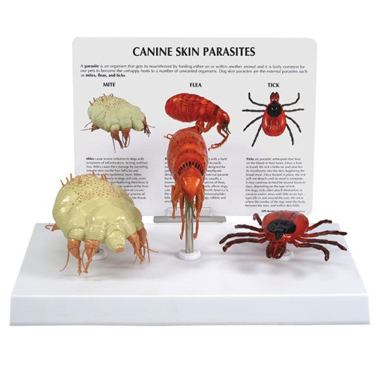 Canine Skin Parasites Model - Part of Collection