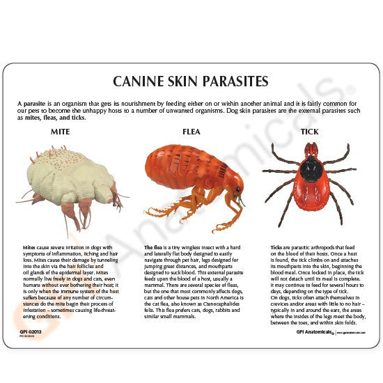 Canine Skin Parasites Model - Part of Collection