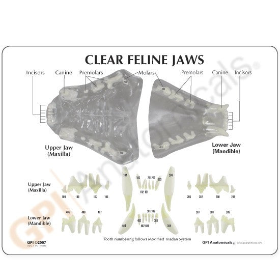 Detailed information card with labelled anatomy of the feline jaw