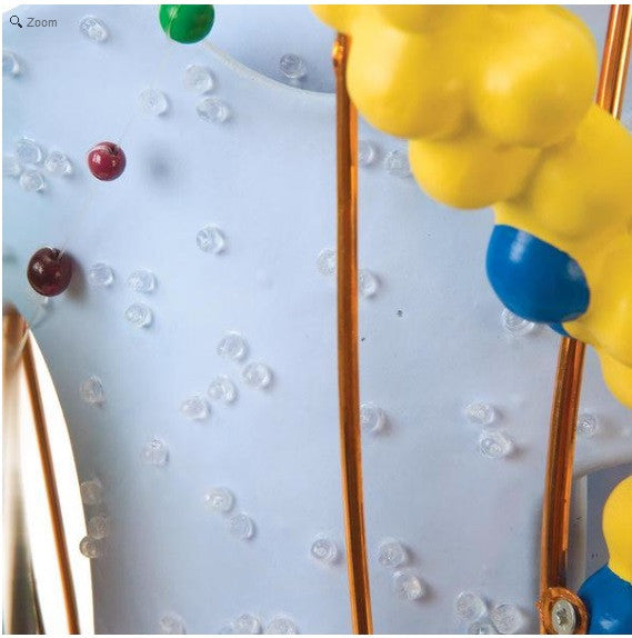 Human Cell Model (englarged x 40,000)