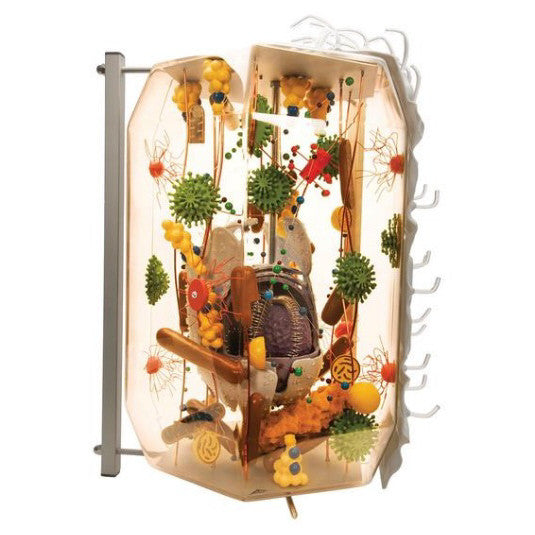 Human Cell Model (englarged x 40,000)