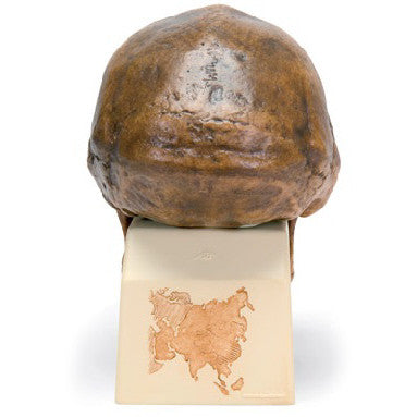 Sinanthropus Anthropological Skull Model