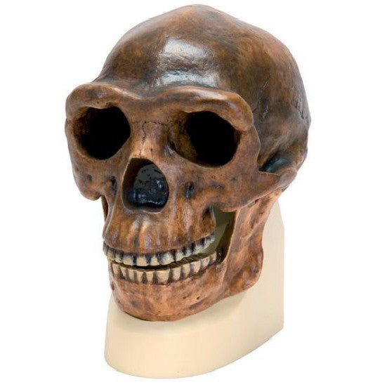 Sinanthropus Anthropological Skull Model