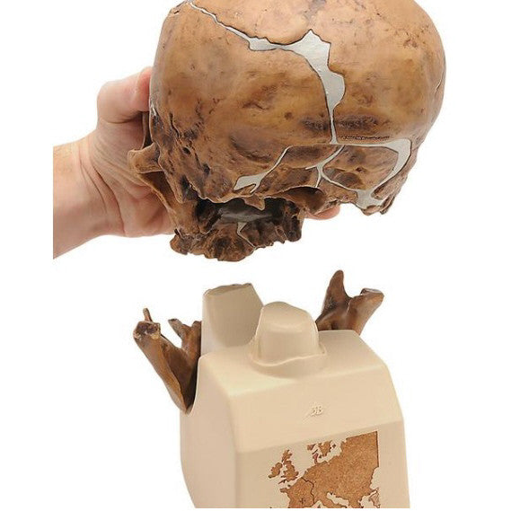 La Chapelle-aux-Saints Neanderthal Anthropological Skull Model