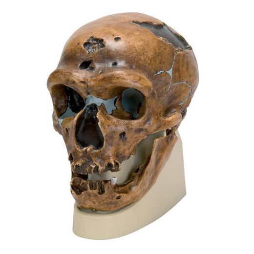 La Chapelle-aux-Saints Neanderthal Anthropological Skull Model