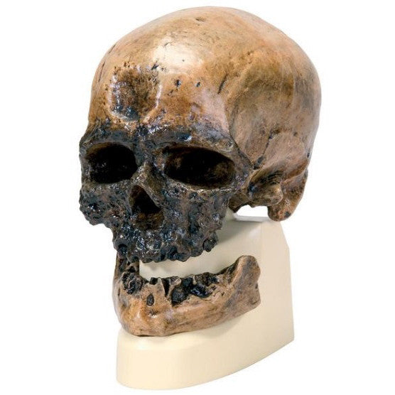 Cro-Magnon Anthropological Skull Model
