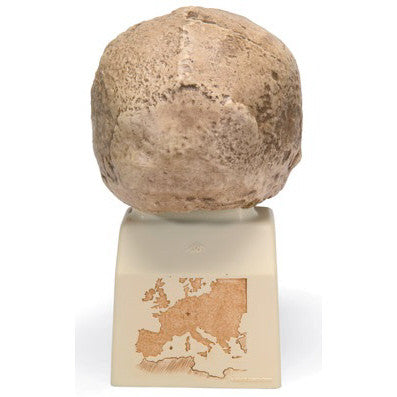 Steinheim Anthropological Skull Model