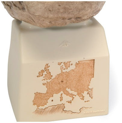 Steinheim Anthropological Skull Model