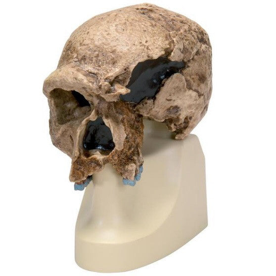 Steinheim Anthropological Skull Model