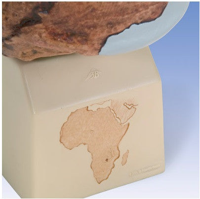 Broken Hill / Kabwe Anthropological Skull Model