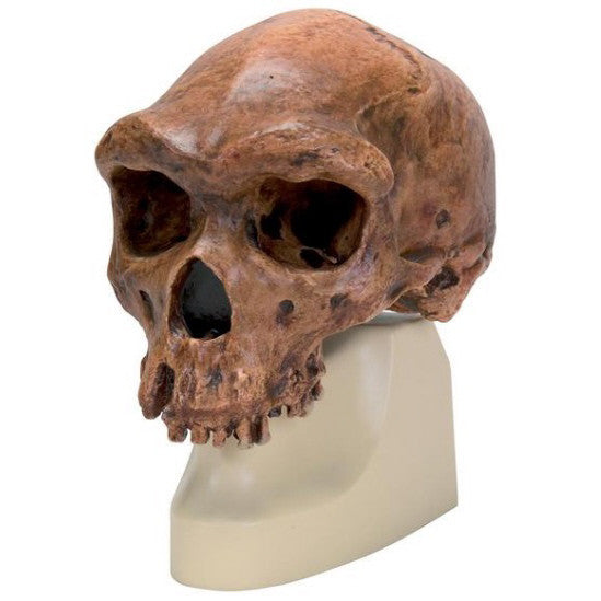 Broken Hill / Kabwe Anthropological Skull Model