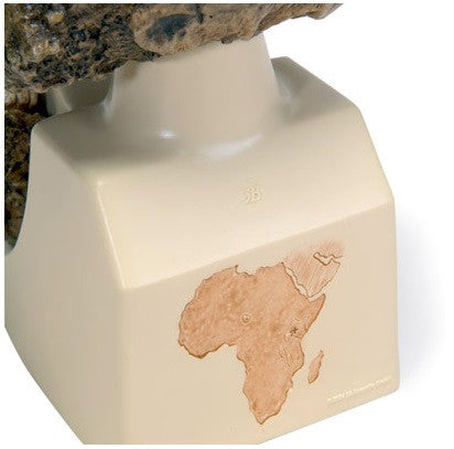 Kalvarium Anthropological Skull Model