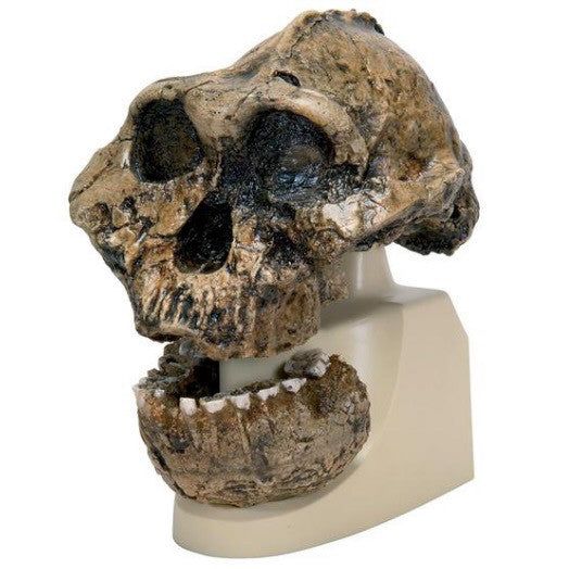 Kalvarium Anthropological Skull Model