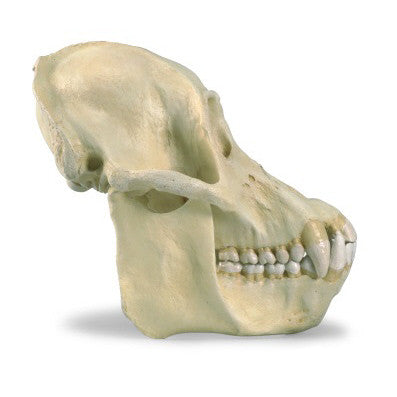 Orangutan Skull Model (Pongo Pygmaeus, Male)