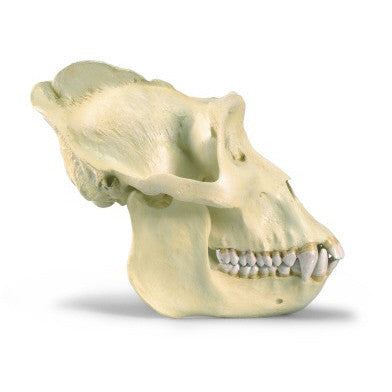 Gorilla Skull (Gorilla Gorilla, male)