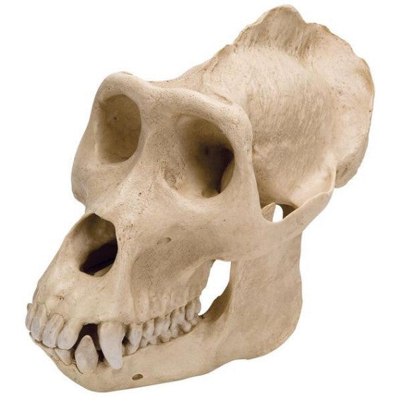 Gorilla Skull (Gorilla Gorilla, male)