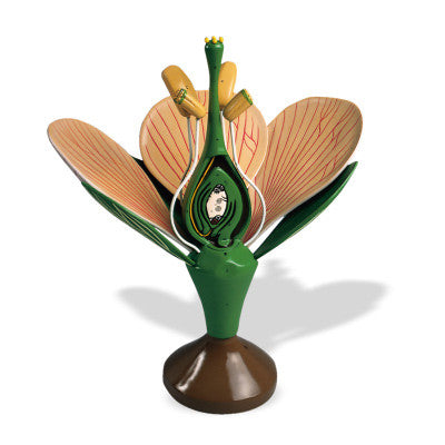 Dicotyledonous Flower Model (12 part)
